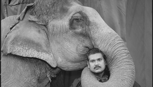 L’occhio dell’elefante L’occhio dell’elefante